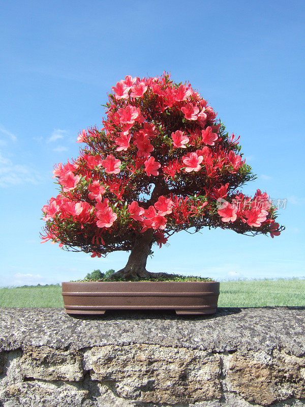 杜鹃花盆景图片，五月品种Kinsai， (Rhododendron indicum)